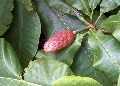 magnolia tree fruit edible